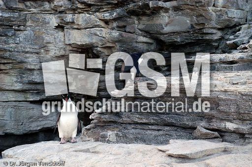 Königskormoran (18 von 19).jpg